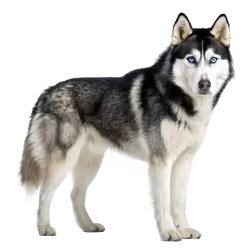 Imagen PNG para descargar